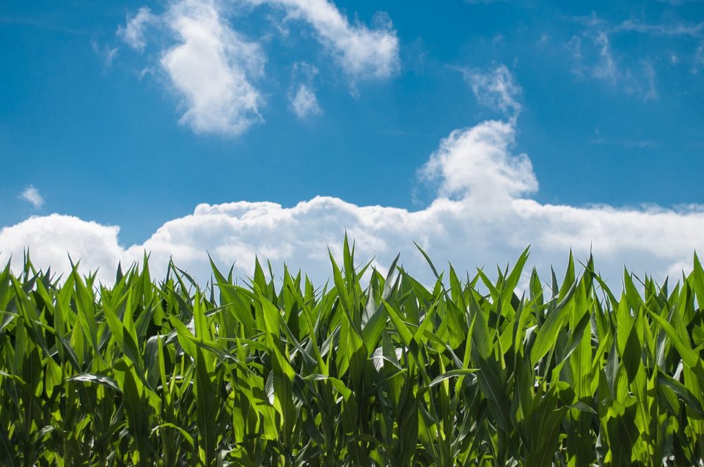 Regulatory wzrostu łodygi zbóż ozimych