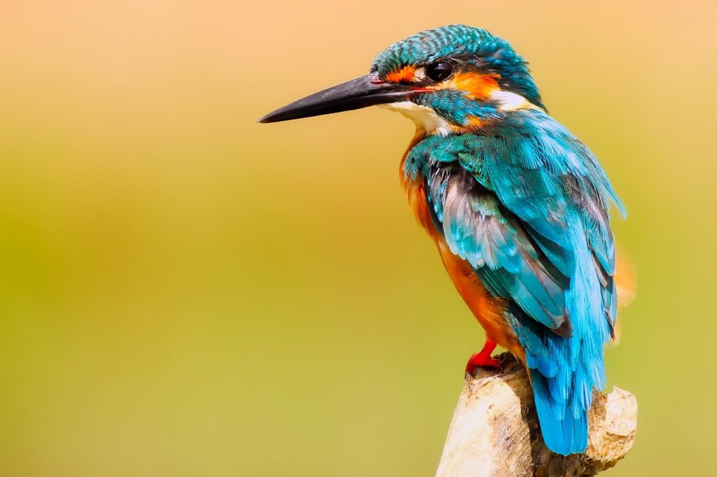 10 fascynujących faktów o ptactwie w warszawie